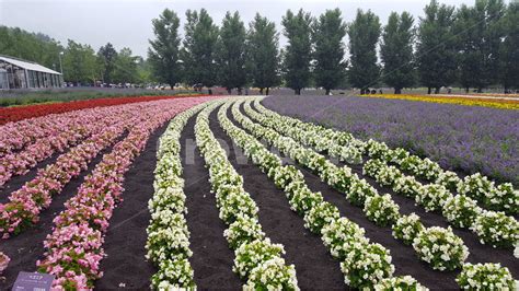 꽃 농장